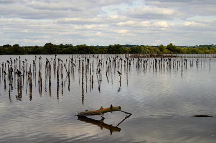 Le magnifique parc ornithologique du Teich