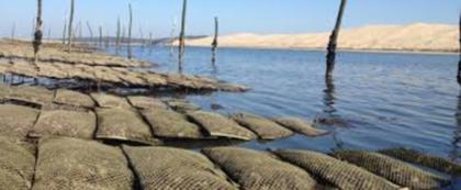 L'histoire des délicieuses huîtres  du Bassin d'Arcachon