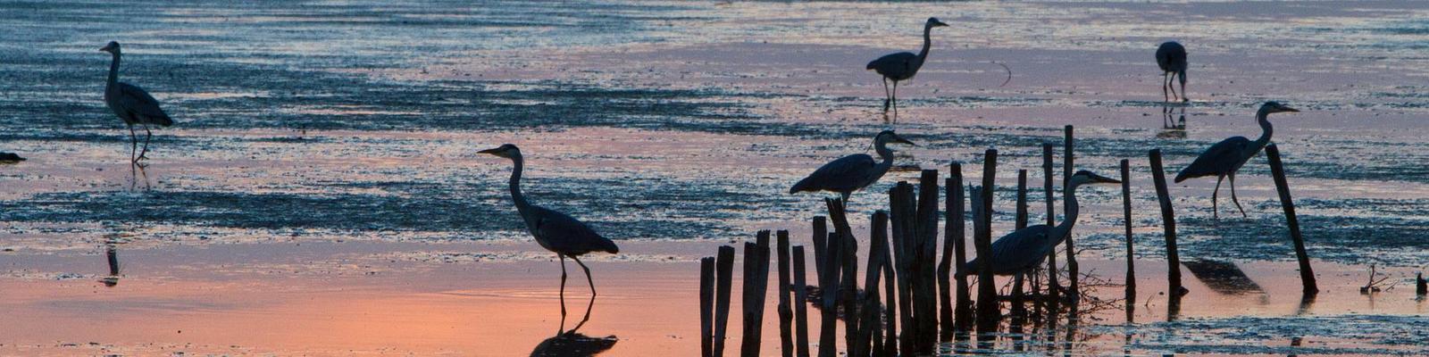 Visite de la réserve ornithologique du Teich sur le bassin d'Arcachon